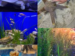 -上海海洋水族馆