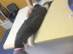 -美联众合动物医院(·中兽医·疑难杂症·严家桥分院)