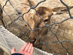 -长白岛森林公园