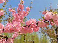 -海棠花溪(元大都城垣遗址公园)