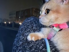 -猫大福·Fortune Cat猫舍(百子湾店)