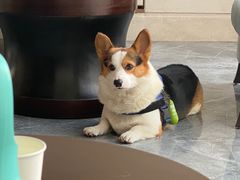 -上海崇明金茂凯悦酒店