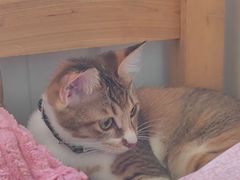 -瑞鹏宠物医院·骨科·猫科·内科(第一中心)