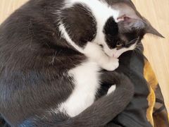 -有喵·猫咖·狗咖·30几只猫10只小狗(岗厦店)