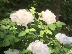 -西湖外事游船(花港观鱼码头)