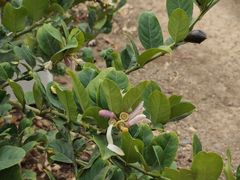 -尚果生态采摘园