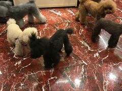 -多卡布奇宠物生活馆(上林世家店)