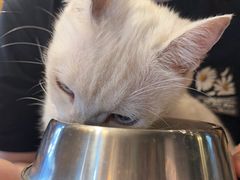 -猫猫幼稚园·撸猫·桌游·电玩