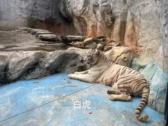 -灵玲国际马戏城