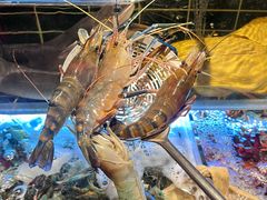-雍容荟帝王蟹活龙虾展台自助(IFS黑金店)
