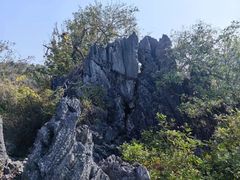 -西双版纳原始森林公园
