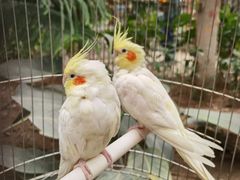 -南宫五洲植物乐园