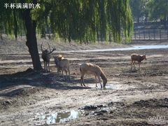 -北京麋鹿生态实验中心