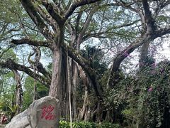 -独树成林