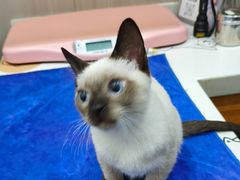 -佑安动物医院·全科·内窥镜中心(幸福巷店)