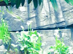 -南山植物园