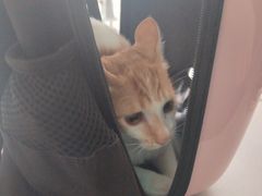 -乐琪宠物医院·犬猫专科·骨外科·急重症