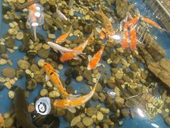 -上海大自然野生昆虫馆(东方明珠·爬宠昆虫探索中心)