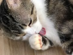 -李小姐の猫咖啡馆(五角场店)