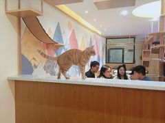 -滚猫咖啡·猫咖·猫友好撸猫(未来城店)