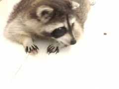 -浣熊柯尔鸭土拨鼠·电玩咖