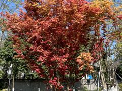 -成都市文化公园
