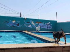 -趣玩宠物乐园寄养训犬训狗游泳池