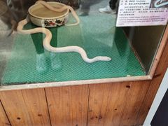 -上海大自然野生昆虫馆(东方明珠·爬宠昆虫探索中心)