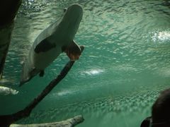 -上海海洋水族馆