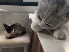 -喵的天空名猫咖啡馆·撸猫·猫舍·用品