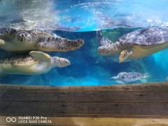 -烟台海昌鲸鲨海洋公园