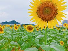-光明小镇欢乐田园