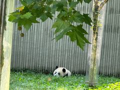 -卧龙中华大熊猫苑神树坪基地