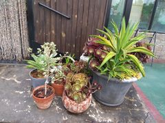 -北马山庄植趣咖啡