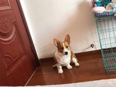-宠福鑫康馨动物医院·骨科·眼科