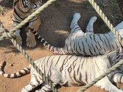 -西霞口神雕山野生动物世界