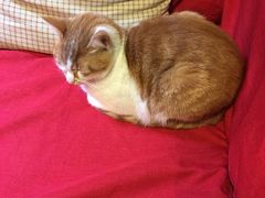 -猫的天空之城概念书店(西塘古镇店)