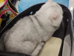 -纳吉亚猫专科动物诊疗中心(蒋宅口分院)