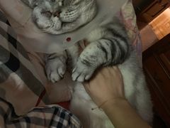 -芭比堂动物医院·犬猫全科·异宠专科(雁塔分院)