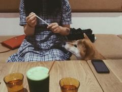 -柴务处·柴犬主题狗咖