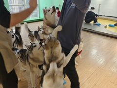 -Husky Go! 哈士奇体验馆·宠物咖啡厅狗咖