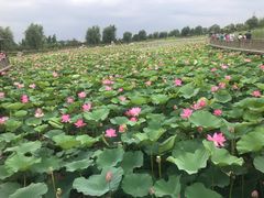 -羊亭河湿地公园