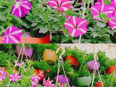 -桂林市花鸟市场