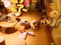 -猫腻·猫咖·撸猫馆(星光大道店)