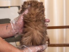 -小猫来了·猫舍(红山六九七九店)