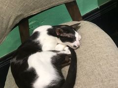 -猫色咖啡·猫咖
