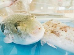 -红叶日料·放题·海胆·定食(星海店)