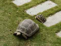 -广东惠东海龟国家级自然保护区