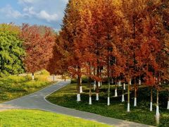 -白鹭湾湿地公园