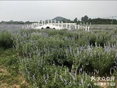 -北京东方普罗旺斯薰衣草庄园